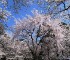 Great Tips for Cherry Tree Sakura Hanami Viewing from Deep Japan.