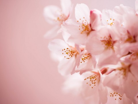 Cherry blossom viewing in Tokyo images