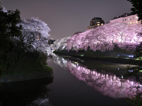 Yozakura - cherry blossoms at night images