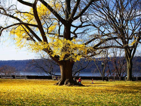 Ginkgo Biloba, Get Ready for a Gold Tokyo! images