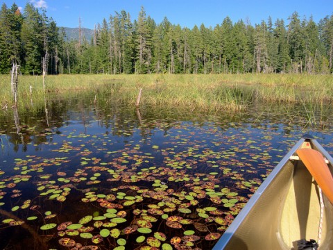 Have you Heard of Water Shield? It's a Vegetable and No, I haven’t Heard of it Either. images