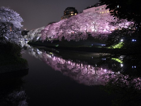 Spring in Japan is cherry blossom season images