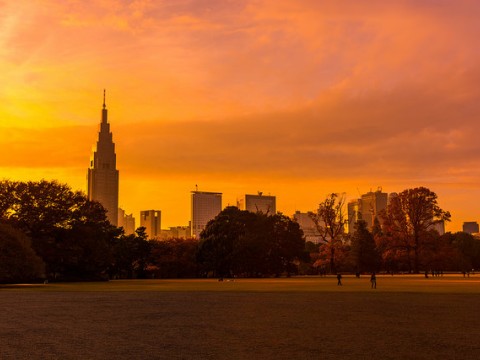 Great Events On All the Time at Japan's Shinjuku gyoen images