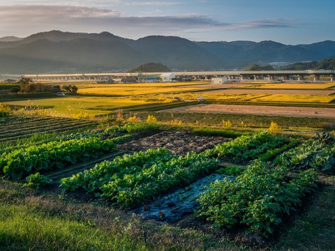 "Little Forest" Shows you the Japan Heartland images