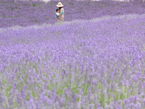 Lavender fields of Farm Tomita/Hokkaido images