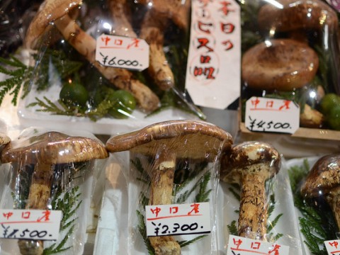 "Matsutake" Mushrooms images