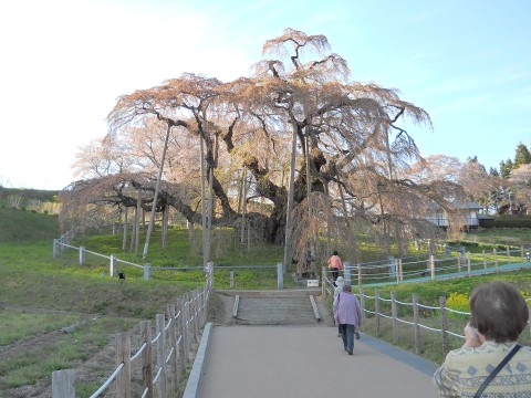 Miharu Takizakura - Waterfall Cherry Tree of Miharu (Fukushima) images