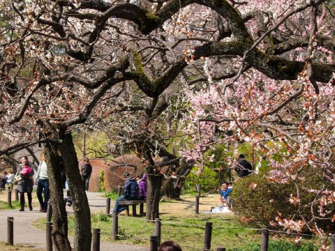 Local Secret: Plum Tree Valley in Okurayama images