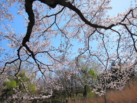 Local Secret: Sakura at Zenpukuji images