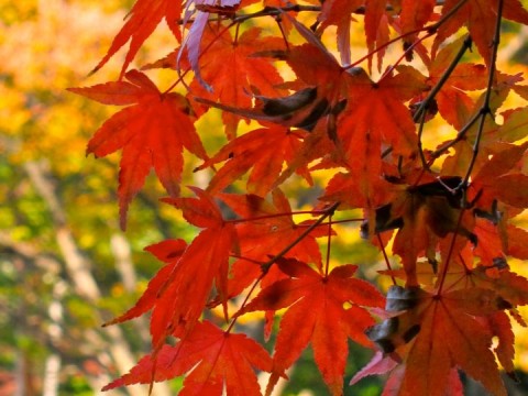 Fall in Japan: Top 5 Things to Do images