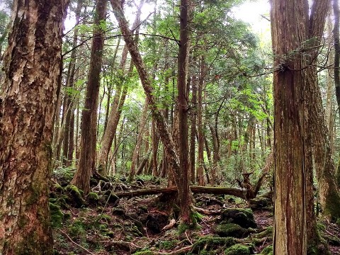 Jukai trekking at Mt. FUJI images