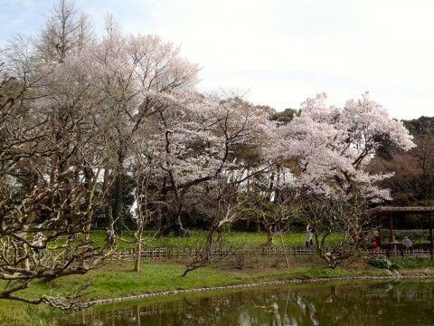 Hanami at the Imperial Palace in Tokyo images