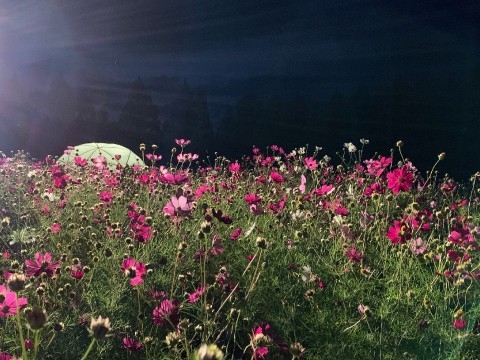 Ikoma Plateau Where One Million Cosmos Bloom images