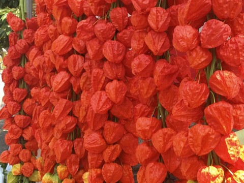 How To Make the Strongest Wish: Shimanrokusennichi and Hozuki Flower Market at Senso-ji images