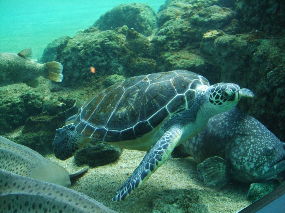 Sea Turtle