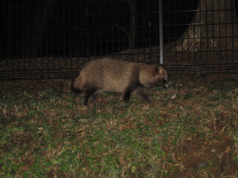 Tanuki - Racoon Dogs images