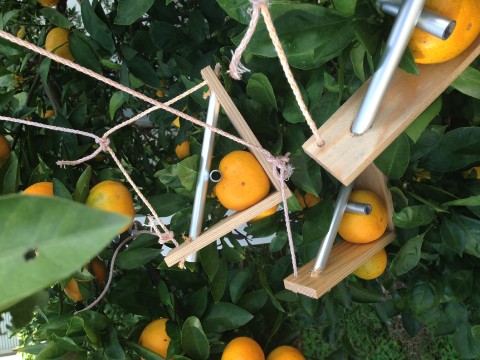 Heart Shape Tangerine Treasures on Shikoku Island, Japan images