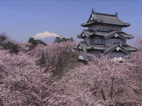 Hirosaki, Aomori For Beautiful Cherry Blossoms in Japan images