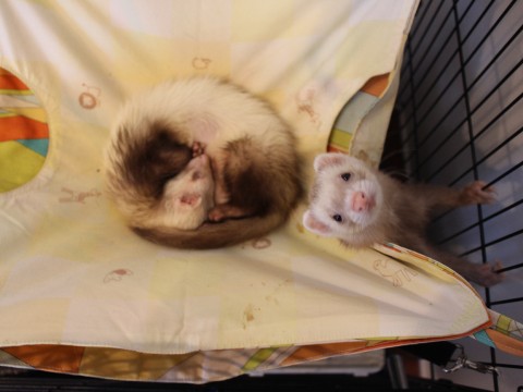 'SKIP Ferret & Cafe' in Okayama images