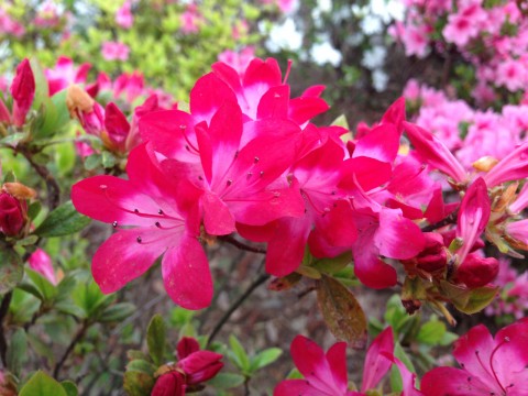 Azalea: Tsutsuji - Spring Flowers in Japan images