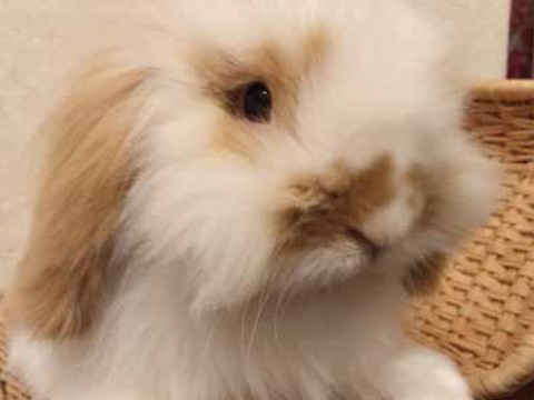 Craze for Friendly and Cute Rabbits images