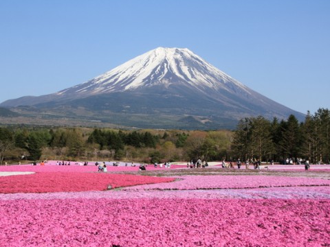 Fuji Shibazakura Festival! images