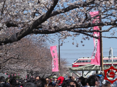 Sumida Park Cherry Blossom Festival images