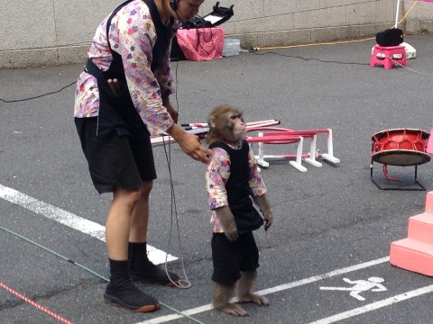 Tokyo Tower Monkeys (Sarumawashi) images