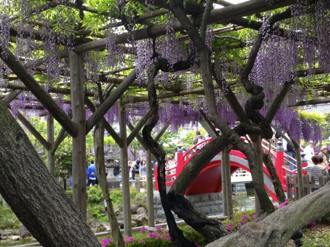 Wisteria: Fuji - Spring Flowers in Japan images