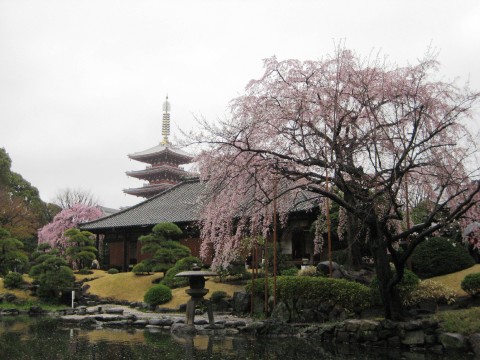 Sakura in Asakusa images