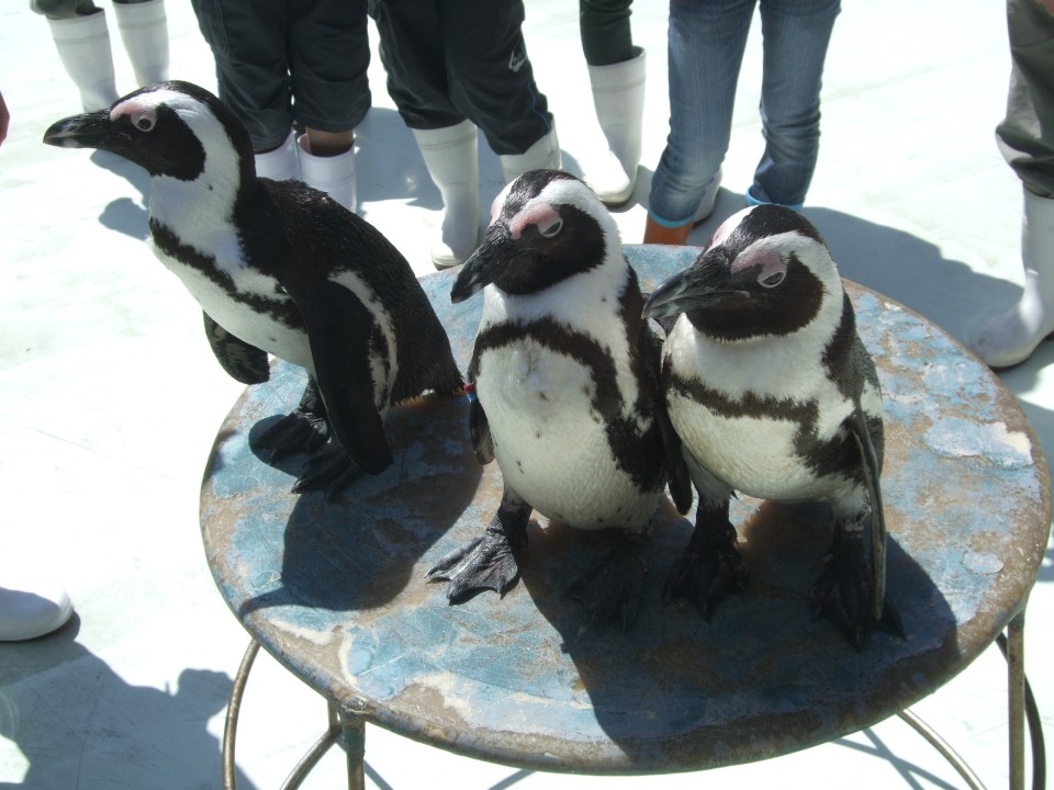 Penguins