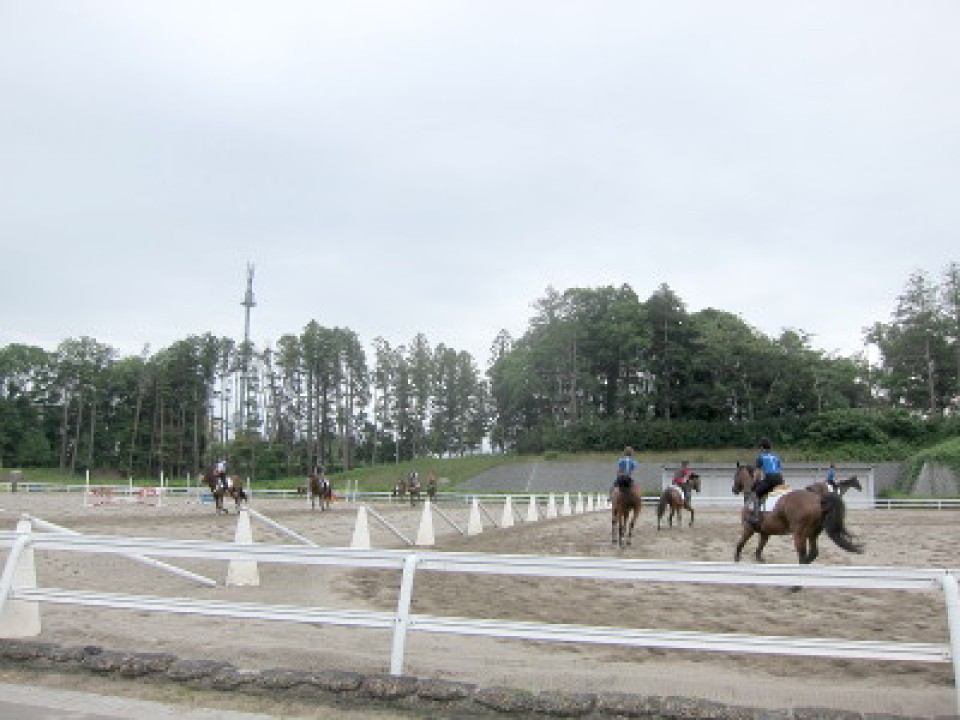 retired race horses are for junior riders