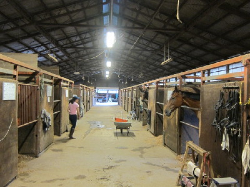 horse rooms