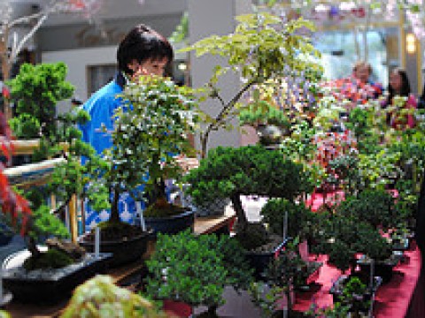 Check out Shunkaen Bonsai Museum images