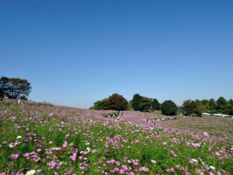 Showa Kinen Park in Tachikawa City Just outside Tokyo is a lovely place to Play in Japan! images