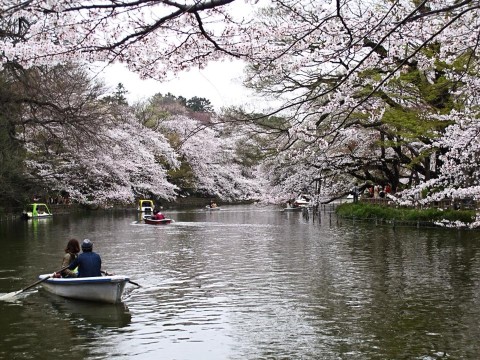 Tokyo Hanami Spots images