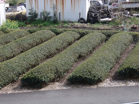 Watch out for green tea farms on Shinkansen images