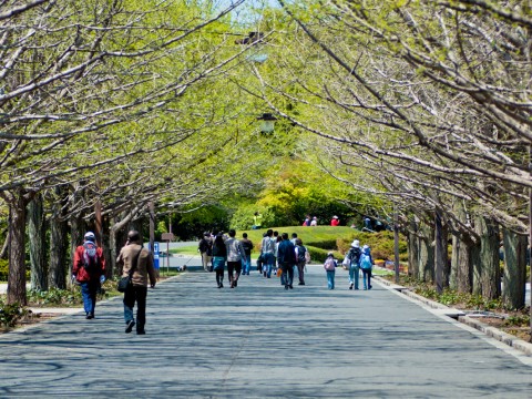 Family-Friendly Showa Kinen Park, the perfect getaway from city life for kids during you Japan Stay. images