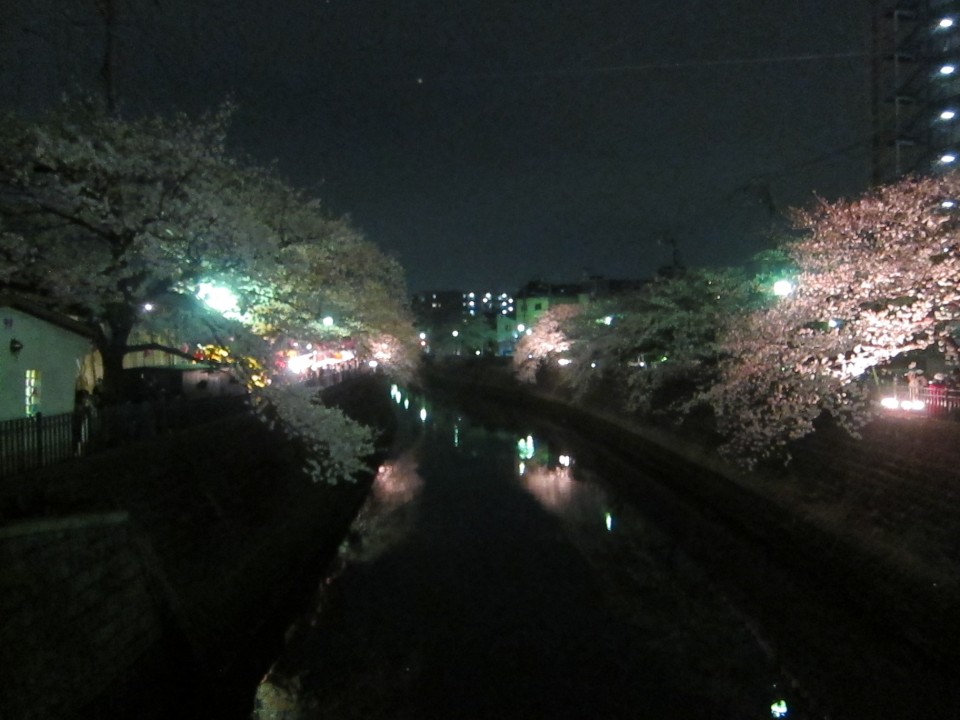 The beautiful yozakura near Gumyoji station