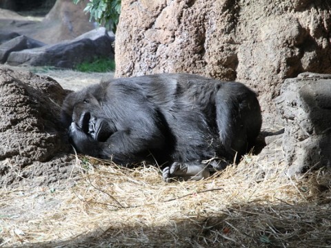 Ueno Zoo, Fun Family-Friendly Zoo in Japan images