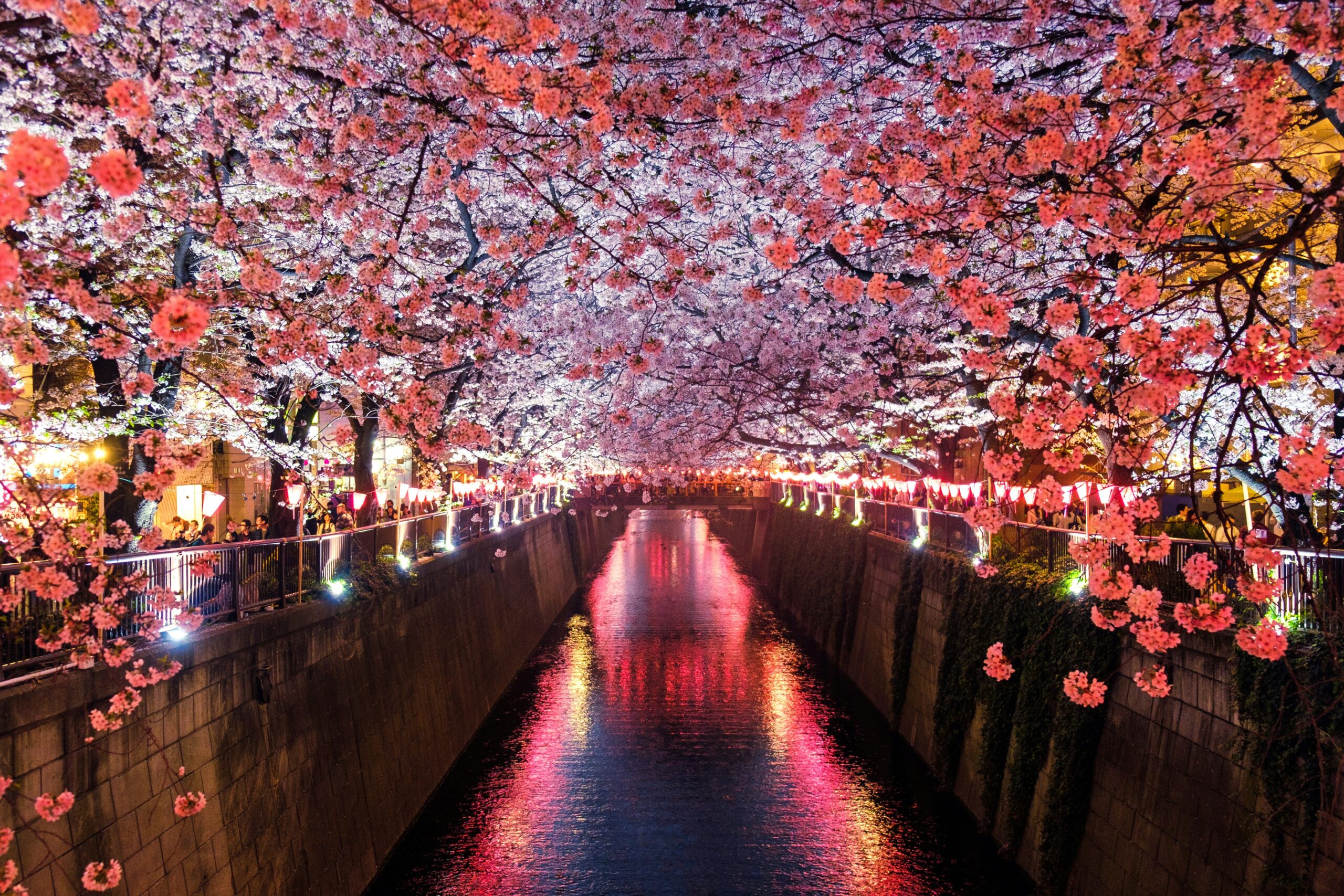 Yozakura: Experience The Magic Of Cherry Blossoms At Night | Deep