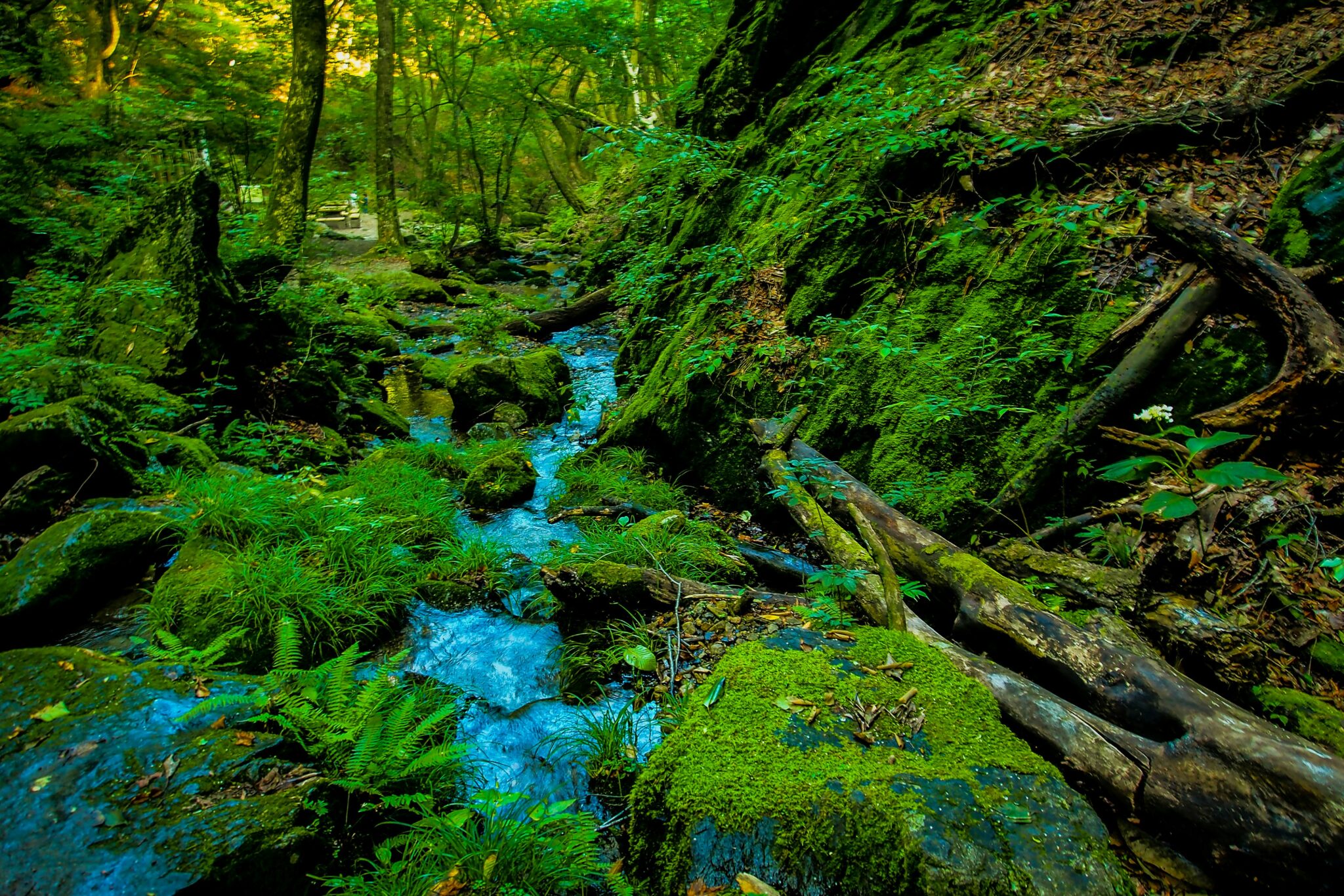 Japan’s Blue-green Mystery: A Window Into A Different Way Of Seeing ...