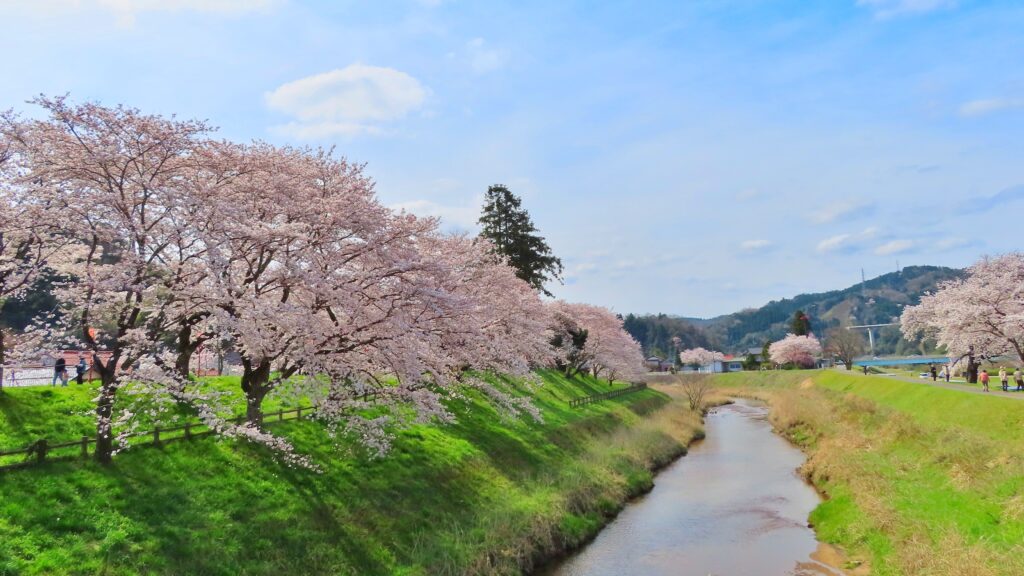 Sakura preserved in dyes and flavors: How locals give fallen blossoms new life in Unnan City 2 25846424 l
