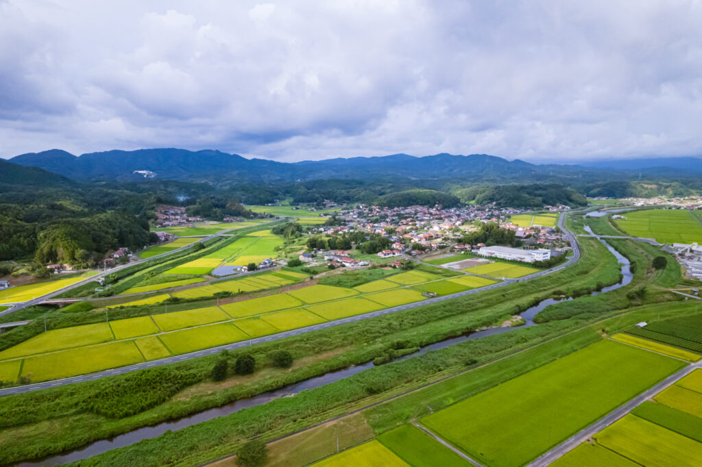 Sakura preserved in dyes and flavors: How locals give fallen blossoms new life in Unnan City 9 27535721 l
