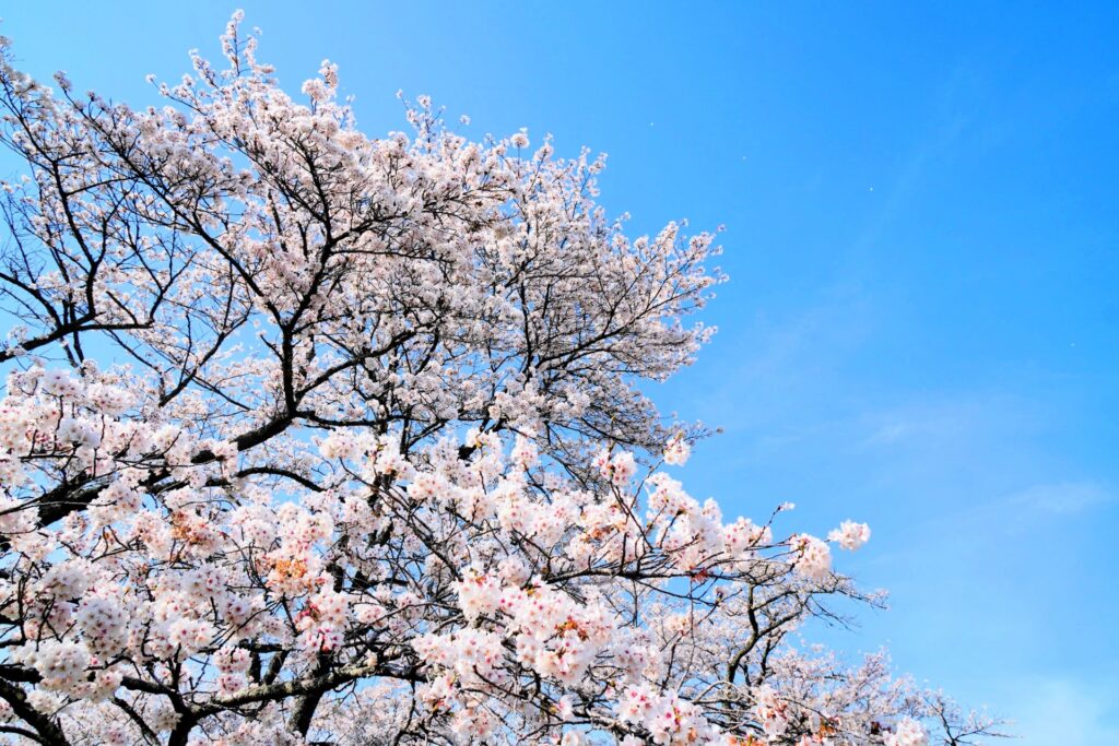 Sakura preserved in dyes and flavors: How locals give fallen blossoms new life in Unnan City 7 32400234 m