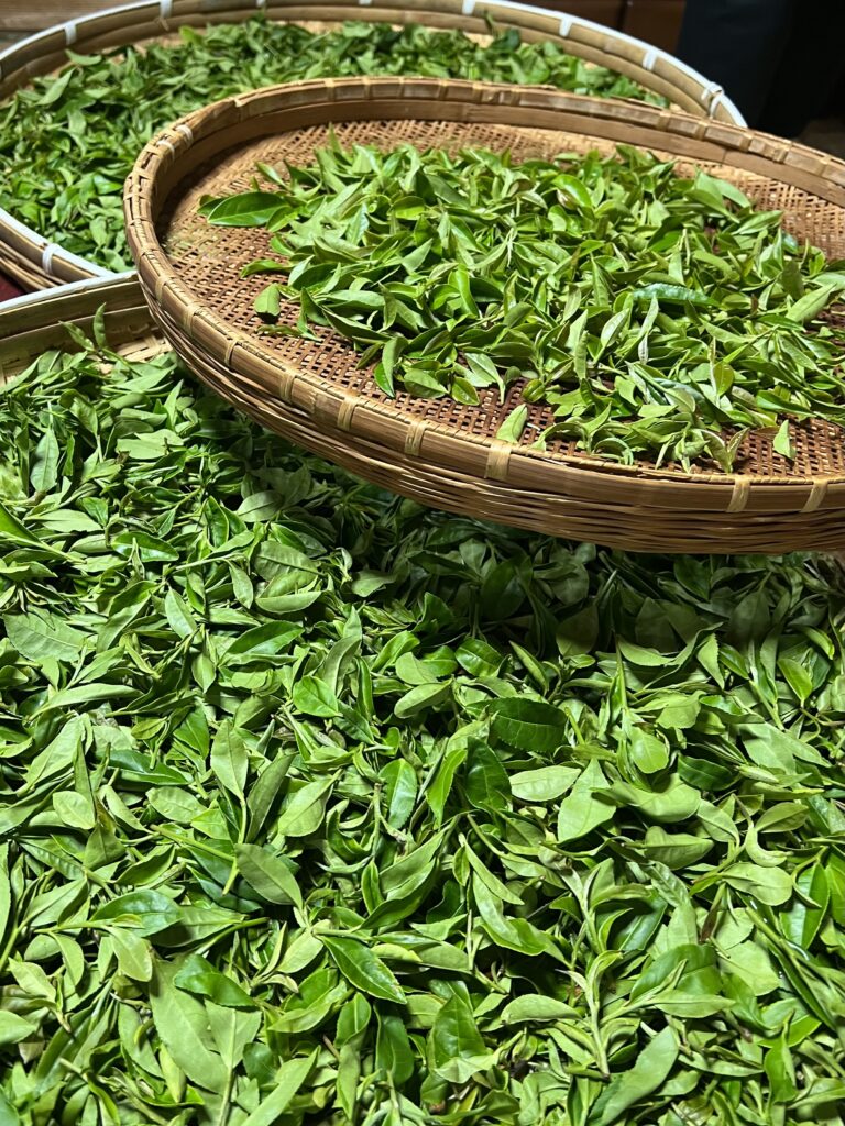 In Shimane's mountain village, green tea is crafted the traditional way—by hand, with heart 6 Freshly Picked Tea Leaves