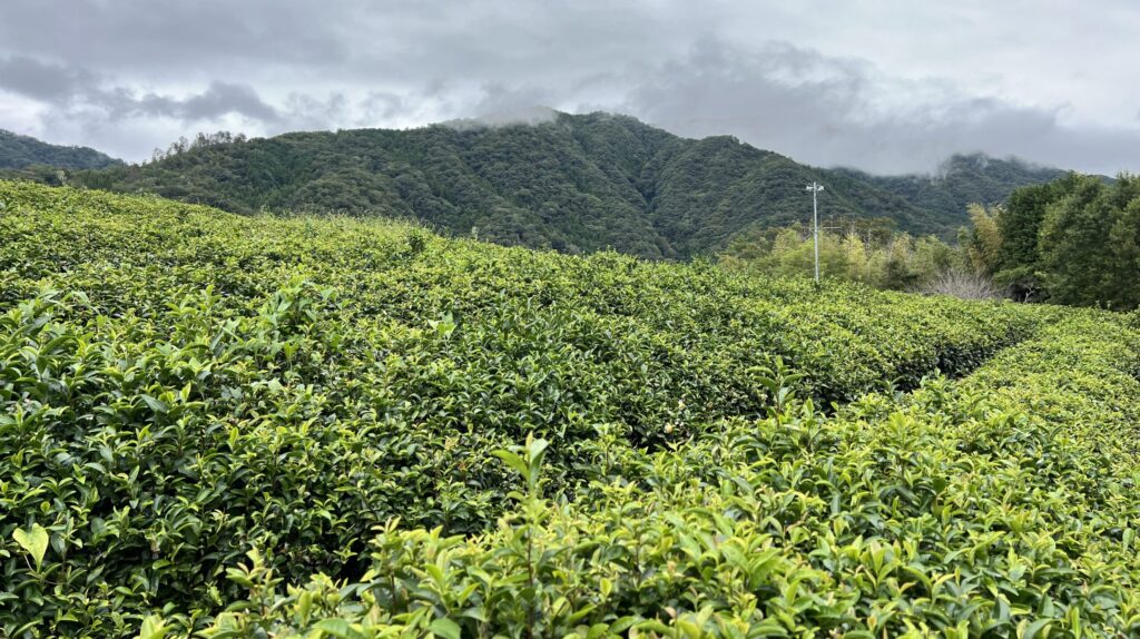In Shimane's mountain village, green tea is crafted the traditional way—by hand, with heart 4 Ueharas Tea Field scaled e1749898448616