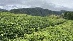 Ueharas Tea Field scaled e1749898448616
