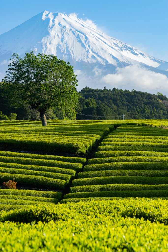 In Shimane's mountain village, green tea is crafted the traditional way—by hand, with heart 3 26273297 m