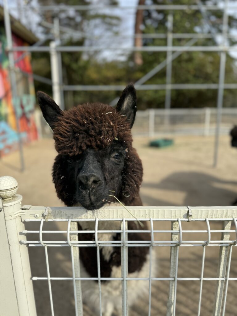 Shigaraki: Where heritage finds new form 5 Rose Golf Club Alpacas